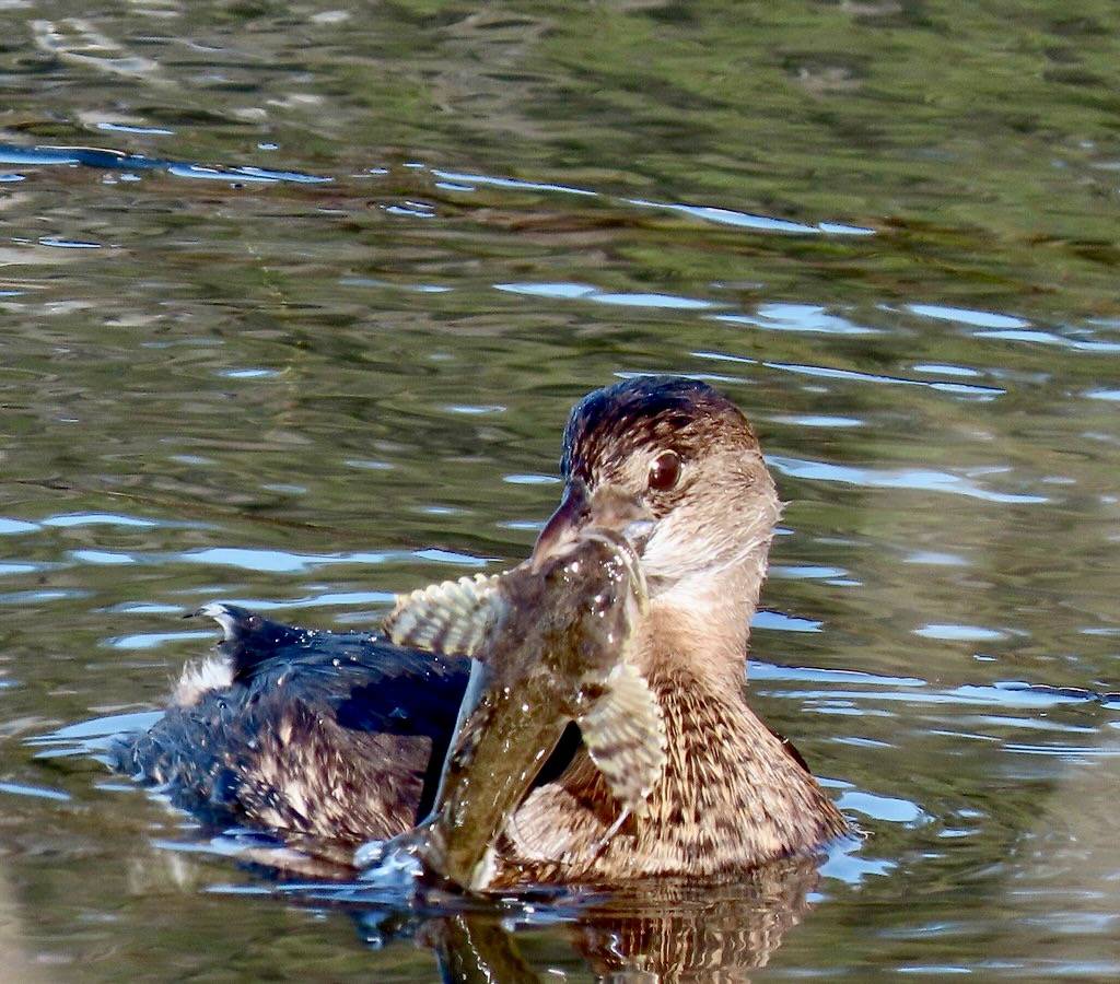Pied-billed Grebe with Sculpin by Kaaren Perry is licensed under CC BY 2.0.